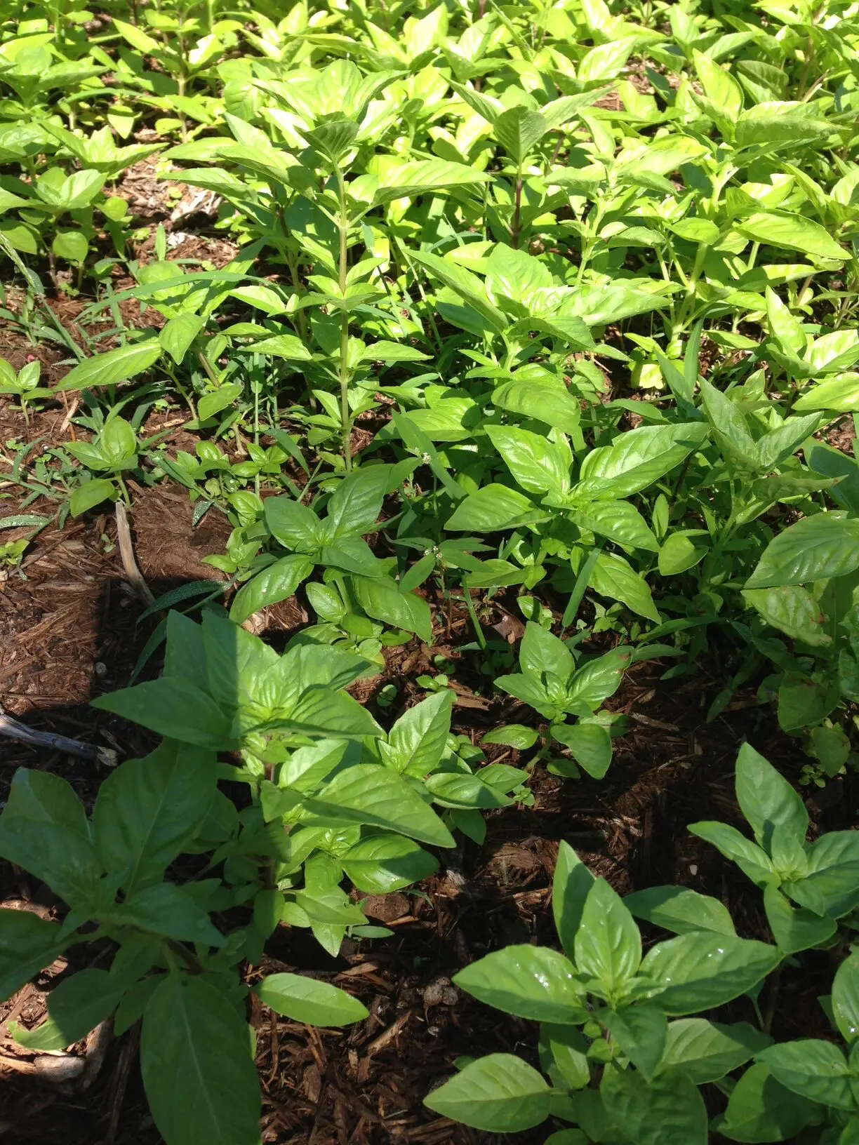 Green basil plants growing in sunlight.