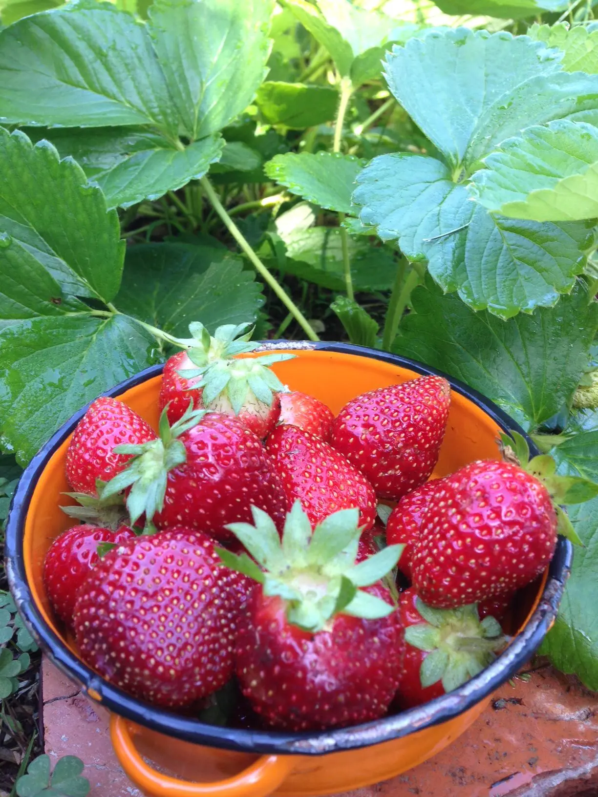 Fresh strawberries in an orange bowl outdoors.